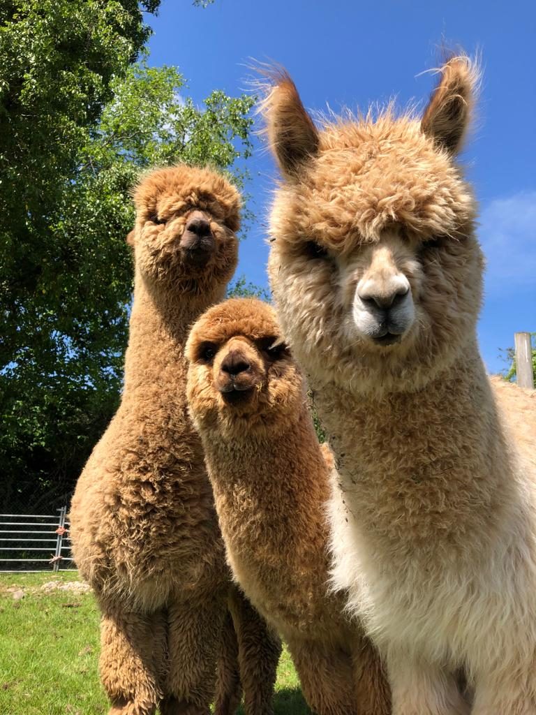 Half-Term Alpaca Walks: The Family Day Out Hampshire Kids Actually Want