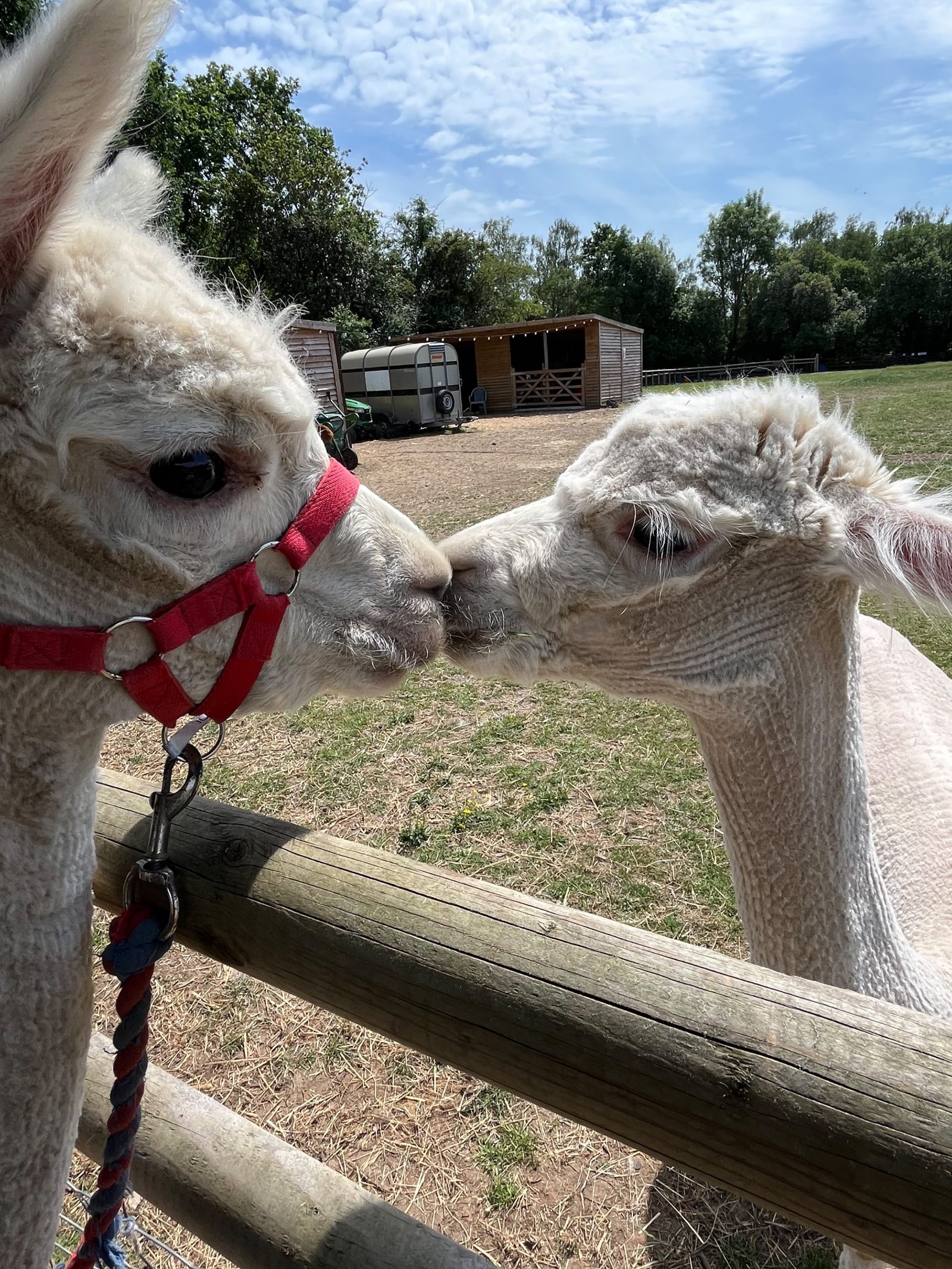 Planning a Birthday Alpaca Walk in Hampshire: The Complete Guide