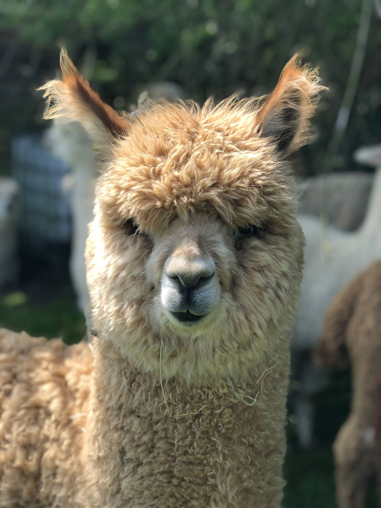 Winter Alpaca Walks in Hampshire: A Frosty Day Out to Remember