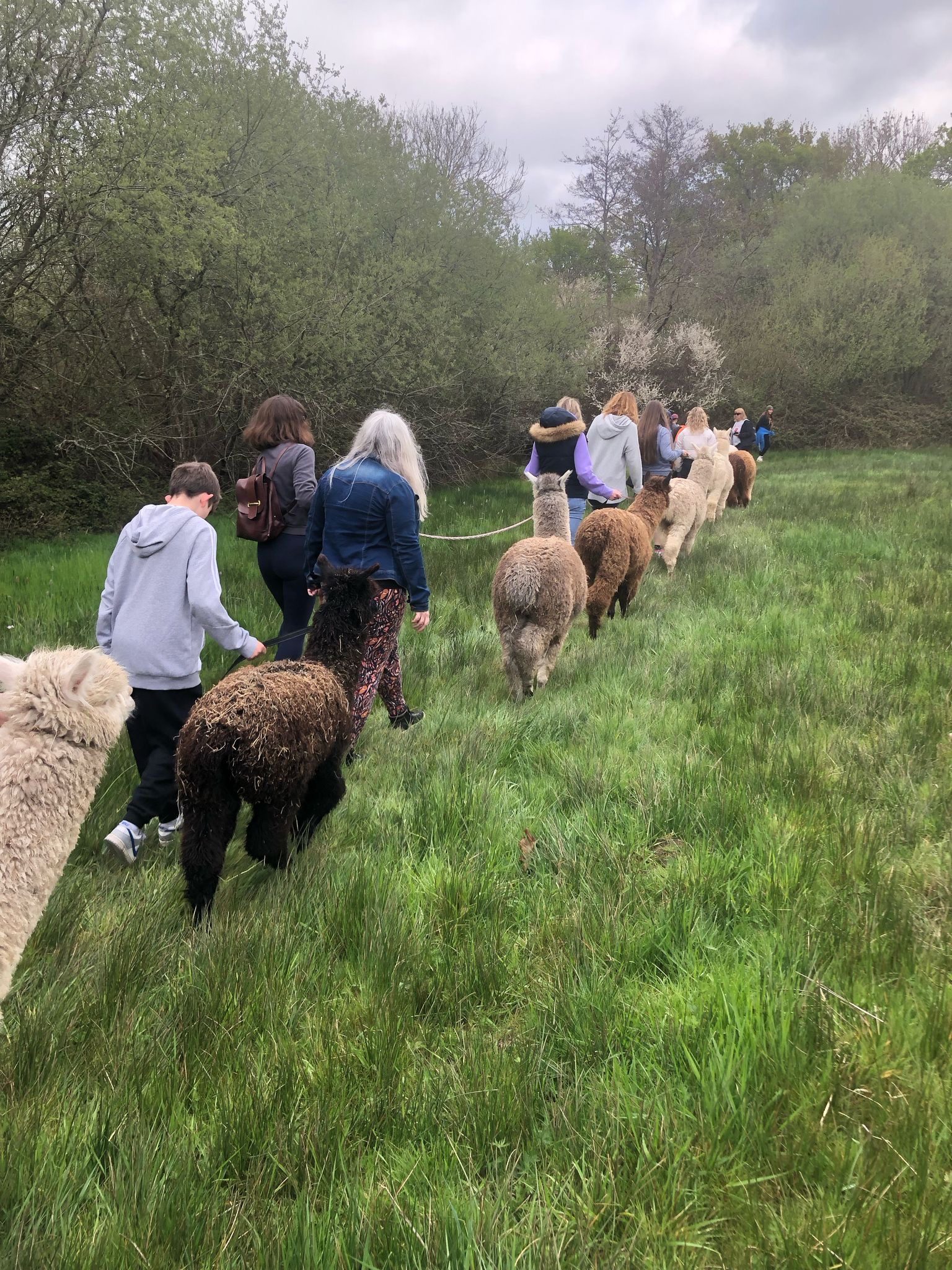 Your Guide to Alpaca Walking in Eastleigh: What to Expect on the Trail